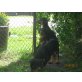 Dobermann Welpen - Rüde