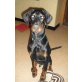 Dobermann Welpen - Rüde