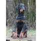 Dobermann Welpen - Rüde