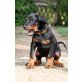 Dobermann Welpen - Rüde