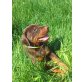 Dobermann Welpen - Rüde