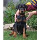 Dobermann Welpen - Rüde