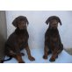 Dobermann Welpen - Rüde