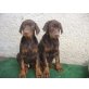 Dobermann Welpen - Rüde