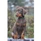 Dobermann Welpen - Rüde