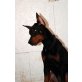 Dobermann Welpen - Rüde