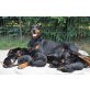 Dobermann Welpen - Rüde