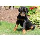 Dobermann Welpen für gute Haustiere zu Haus, Dobermann - Hündin