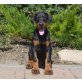Dobermann Welpen mit Stammbaum, Dobermann Welpen - Rüde