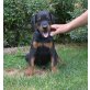 Dobermann Welpen mit Stammbaum von Herz/Hüfte, Dobermann - Rüde