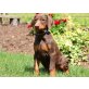 Dobermann Welpen zur Verfügung, Dobermann - Hündin