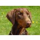 Dobermann/mix - Rüde