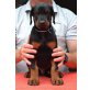 Dobermannwelpen für Sport und Schau, Dobermann Welpen - Rüde
