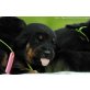 Dobi-Rottimix Welpen - Rüde