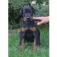 Dobi Welpen mit Stammbaum, Dobermann - Rüde