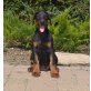 Dobi Welpen mit Stammbaum, Dobermann Welpen - Hündin