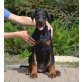Dobi Welpen mit Stammbaum, Dobermann Welpen - Hündin