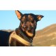 Doby, lieber Familienhund - Rüde
