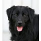 Dodge, Retriever-Spaniel - Rüde