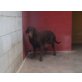Dodo, Labrador-Bracken-Mix - Hündin