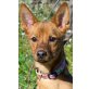 Dodo, Podenco - Rüde