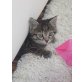 DÖRTE, Keine Angabe - Katze