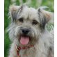 DÖRTE, Terriermixhündin, PS Burgenland/Wien - Hündin