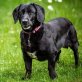 Dömpi, Labrador-Dackel-Mix - Hündin