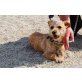 Dog, verträglicher Terrier - Rüde