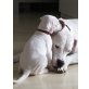 Dogo Argentino - Hündin