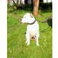 Dogo Argentino - Hündin