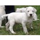 Dogo Argentino - Rüde