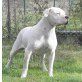 Dogo Argentino Welpen - Rüde