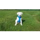 Dogo Argentino  Welpen - Rüde