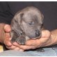 Dogo Canario Welpen - Hündin