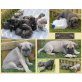 Dogo Canario Welpen - Rüde