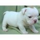Dogy , Englische Bulldogge - Rüde
