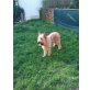 Dojan, Altdeutsche Schäferhunde - Rüde