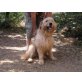 Doky, Perro de Agua Español-Mix - Rüde