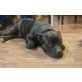 Dolby, Staffordshire-Bullterrier - Rüde