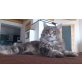 Dolce Vita, Maine Coon - Katze