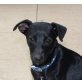 Dolce, sehr zarter Whippetmix - Rüde