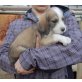 Dollar, Griffon Mix Welpen - Rüde