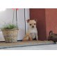 Dolly, Chihuahua kurzhaariger Schlag - Hündin