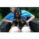 Dolly&Dina, Rauhaardackel Mischlinge Welpen - Hündin