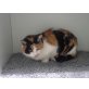 Dolly, Europäische Kurzhaarkatze - Katze