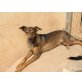 Dolly, Familie zum kuscheln und lernen gesucht! Welpen - Hündin