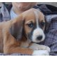 Dolly, Griffon Mix Welpen - Hündin