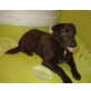 Dolly, Labrador kleiner bleibend - Hündin
