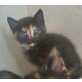 Dolly, Mischling - Katze
